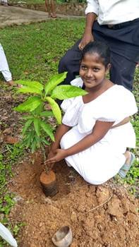 2026 වර්ෂයේ පරිසර දිනයට සමගාමීව අක්මීමන කොටිඨාශයේ පාසල් හා දහම්පාසල්  දරු දැරියන්ගේ සහභාගිත්වයෙන්  පරිසර දින වැඩසටහන්  2026.06.05 , 07, හා 08 දිනයන්හිදී   පැවැත්විණි